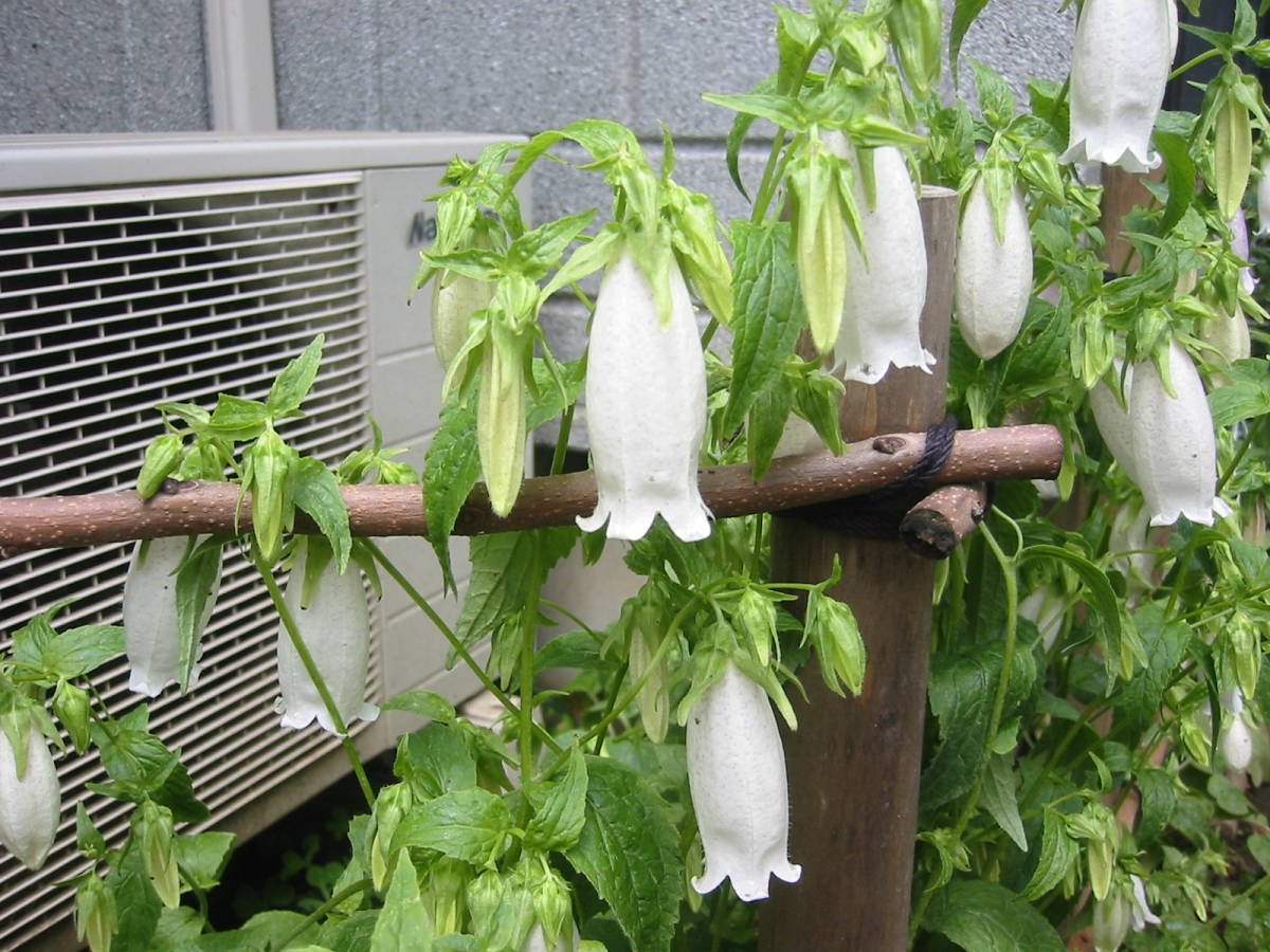 ホタルブクロ苗u1★白色のような薄いピンク色 山野草 育てやすい多年草★高さ20cm 5月に咲く3株_1