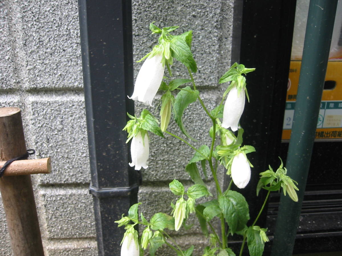 ホタルブクロ苗u1★白色のような薄いピンク色 山野草 育てやすい多年草★高さ20cm 5月に咲く3株_2