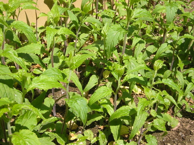 ホタルブクロ苗u1★白色のような薄いピンク色 山野草 育てやすい多年草★高さ20cm 5月に咲く3株_5