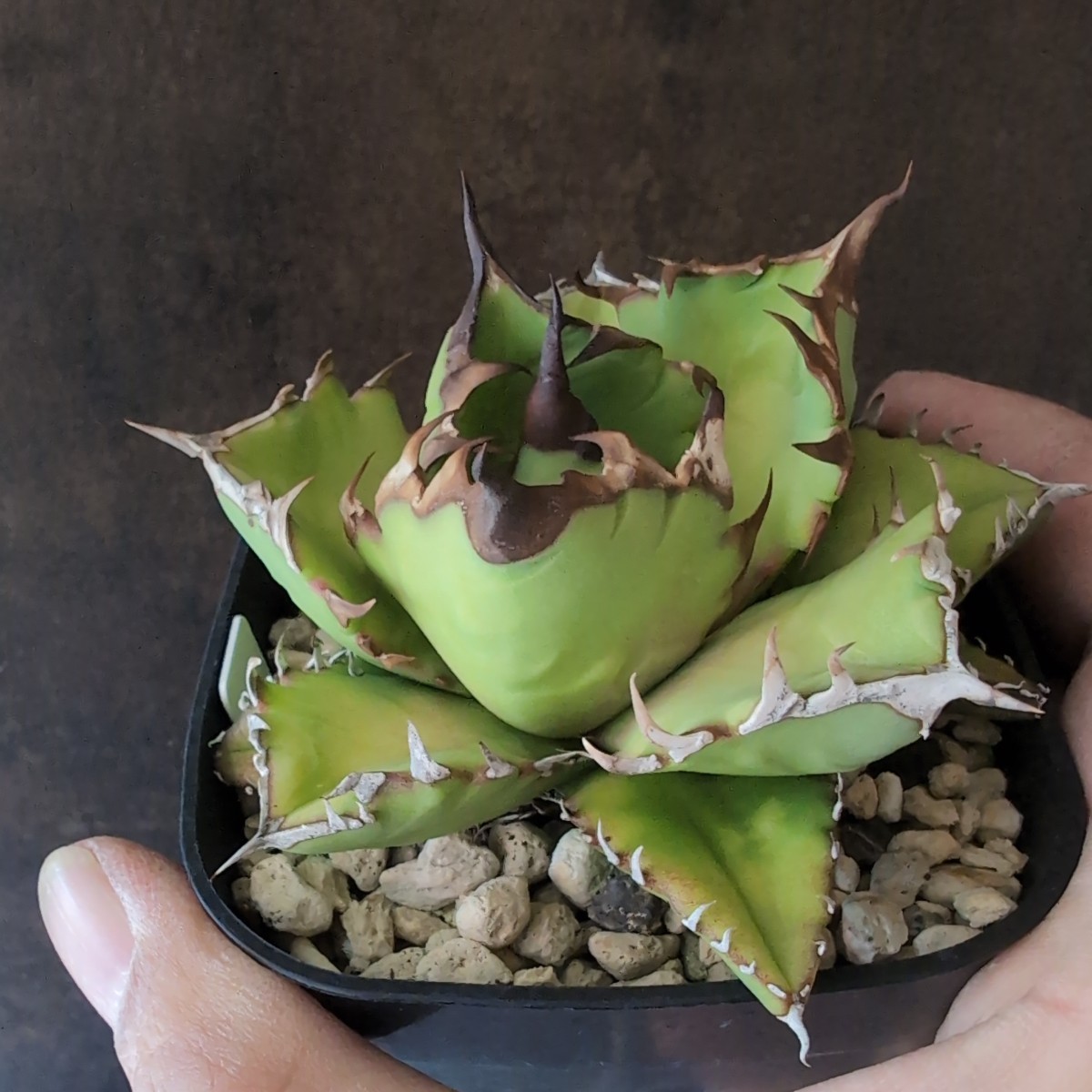 アガベ チタノタ　コンパクタ　中株　子株付き チタノタ コンパクタ 子株付き AGAVE TITANOTA COMPACTA】コンパクタ