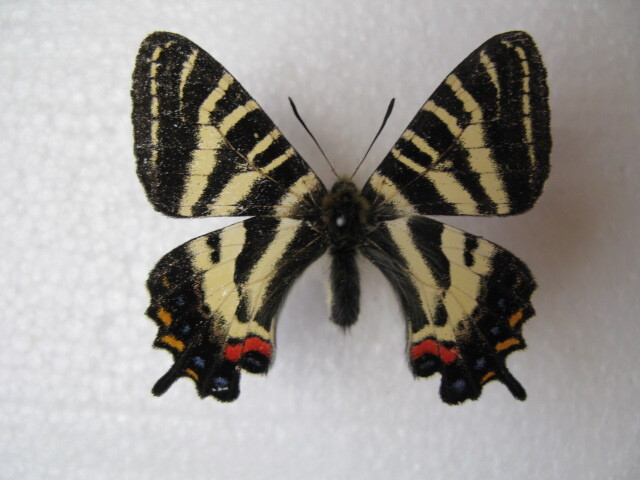 国内産蝶標本 ギフチョウ A 岡山県産 美作市 採集品 オス2 メス1(虫