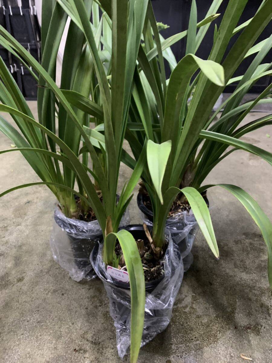 花店処分品 シンビジューム3鉢セット_1