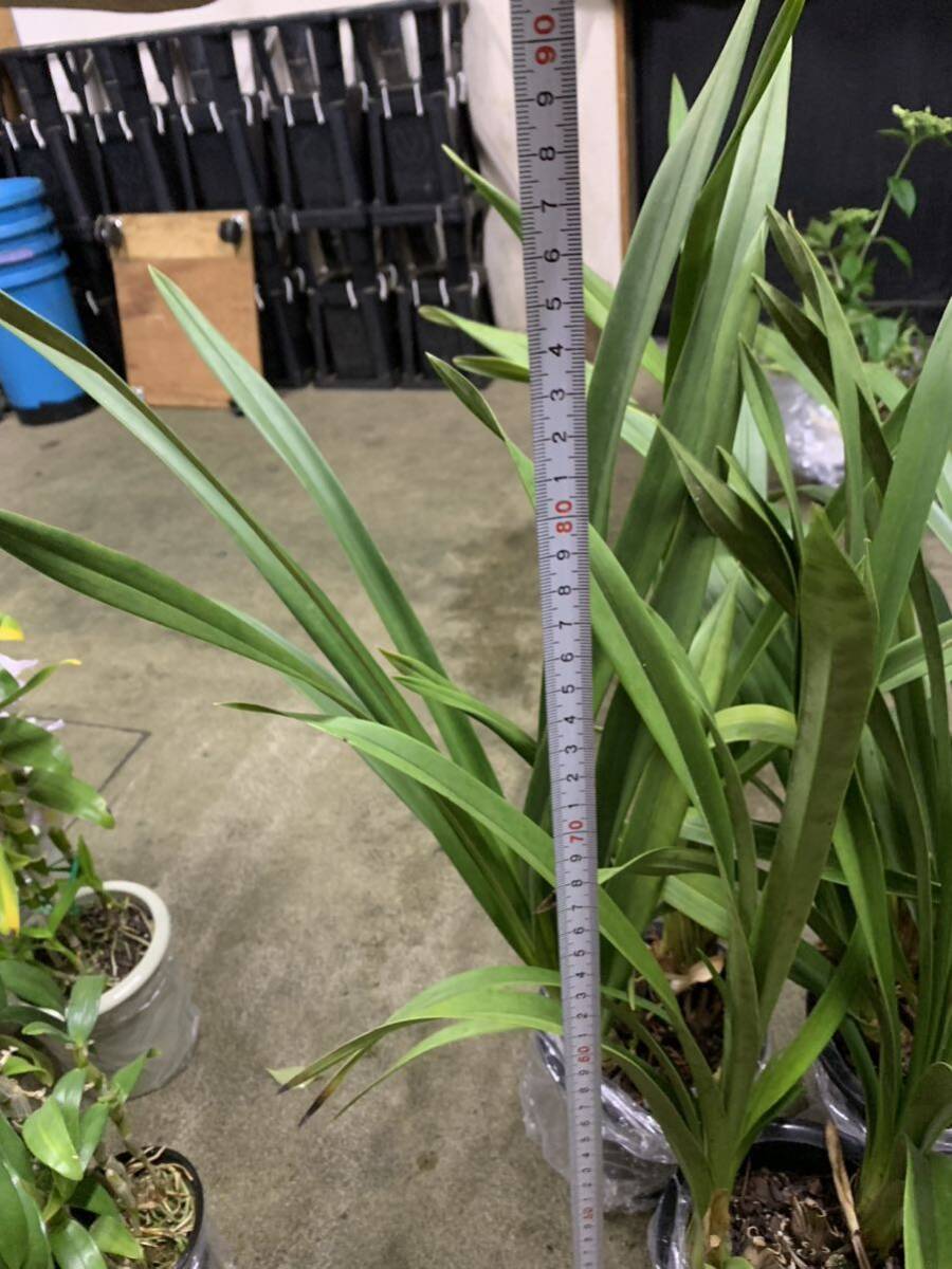 花店処分品 シンビジューム3鉢セット_2