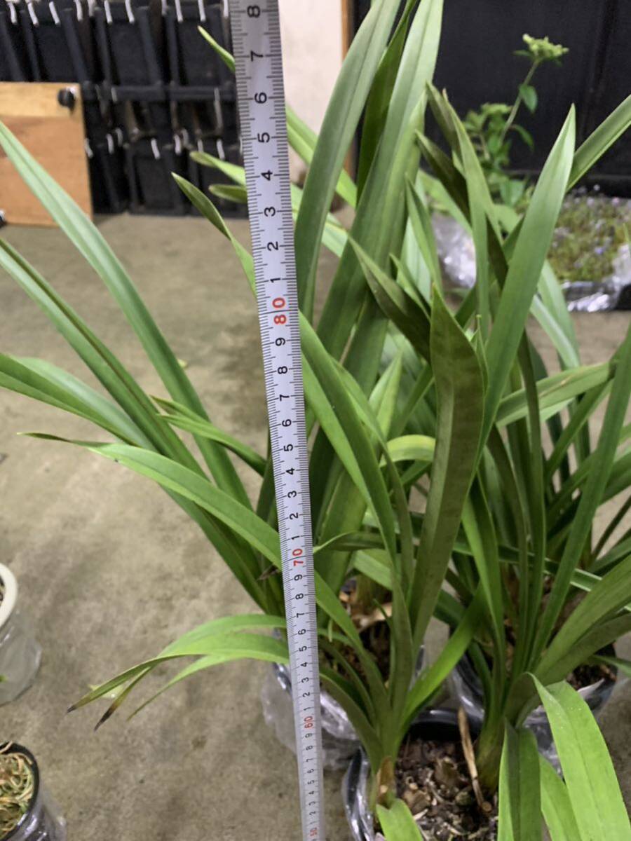 花店処分品 シンビジューム3鉢セット_3