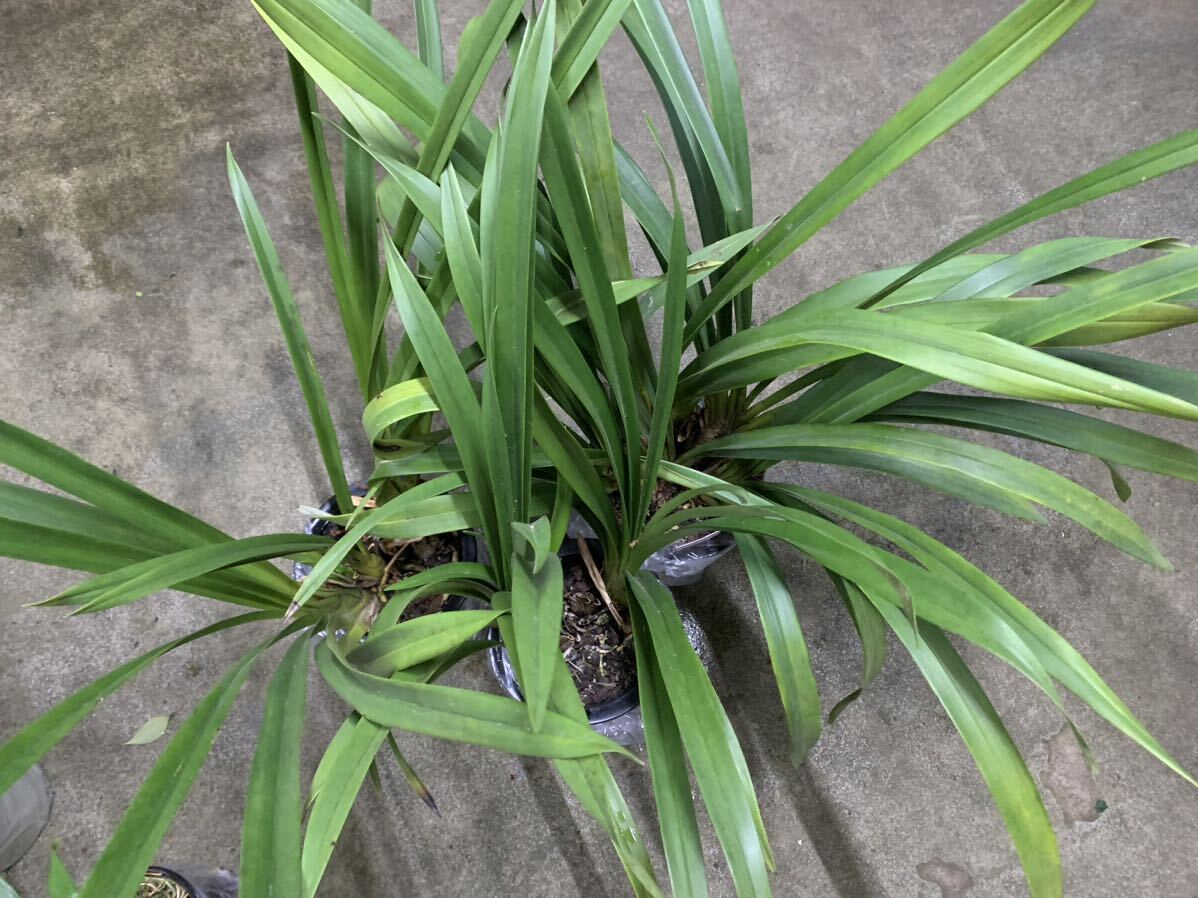 花店処分品 シンビジューム3鉢セット_5