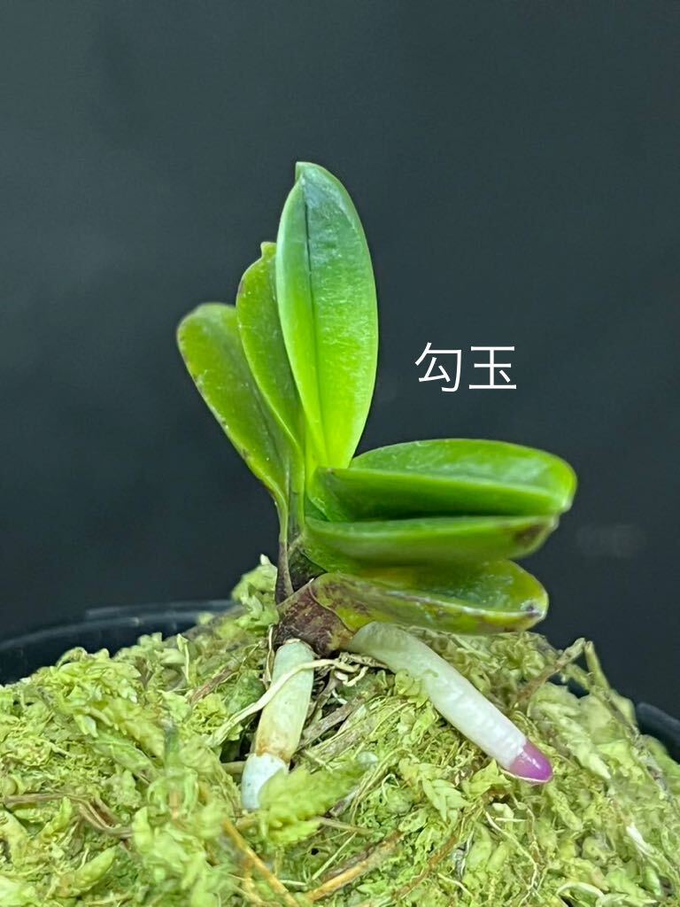 富貴蘭 ■ 勾玉 ■ _1