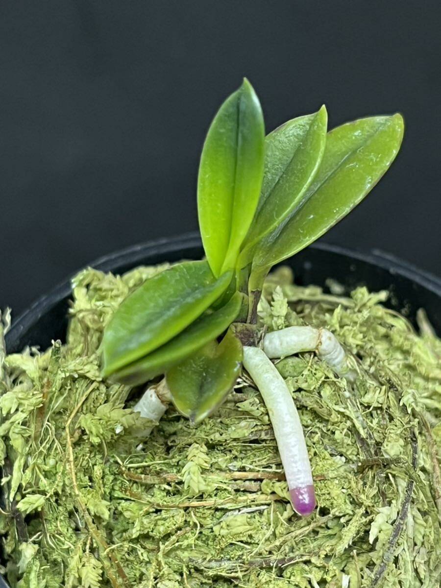 富貴蘭 ■ 勾玉 ■ _2