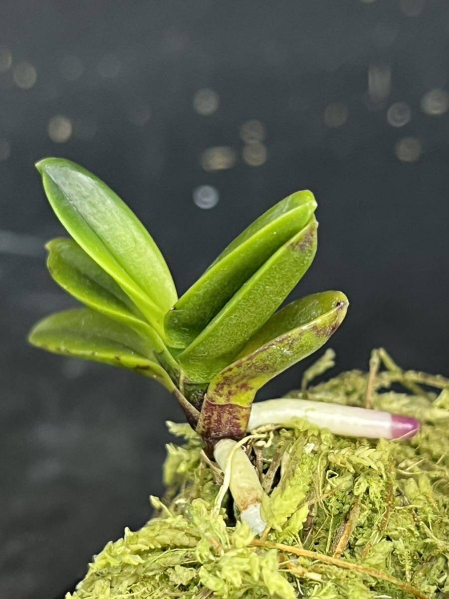 富貴蘭 ■ 勾玉 ■ _4