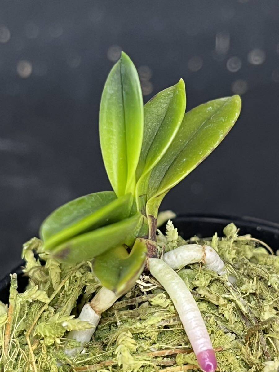 富貴蘭 ■ 勾玉 ■ _5