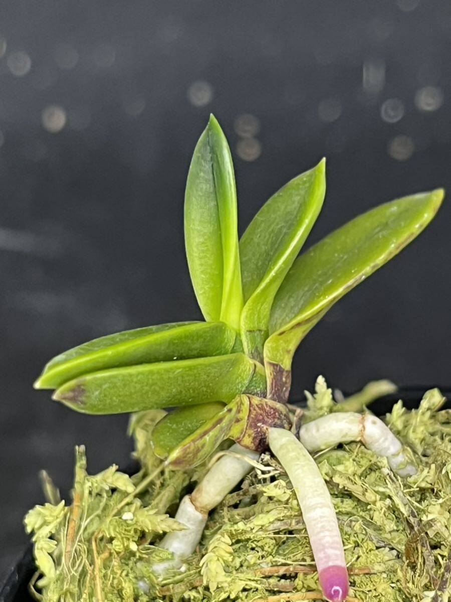 富貴蘭 ■ 勾玉 ■ _6