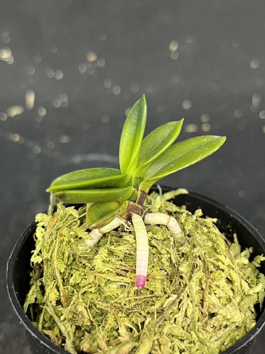 富貴蘭 ■ 勾玉 ■ _7