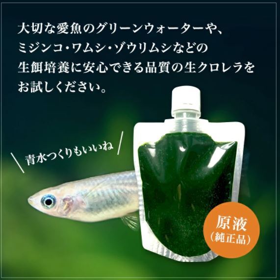 送料無料クール便★和香特選生クロレラ500ml★即日発送★ミジンコめだか金魚らんちゅうの餌 針子稚魚の青水作 ワムシゾウリムシ生餌_4
