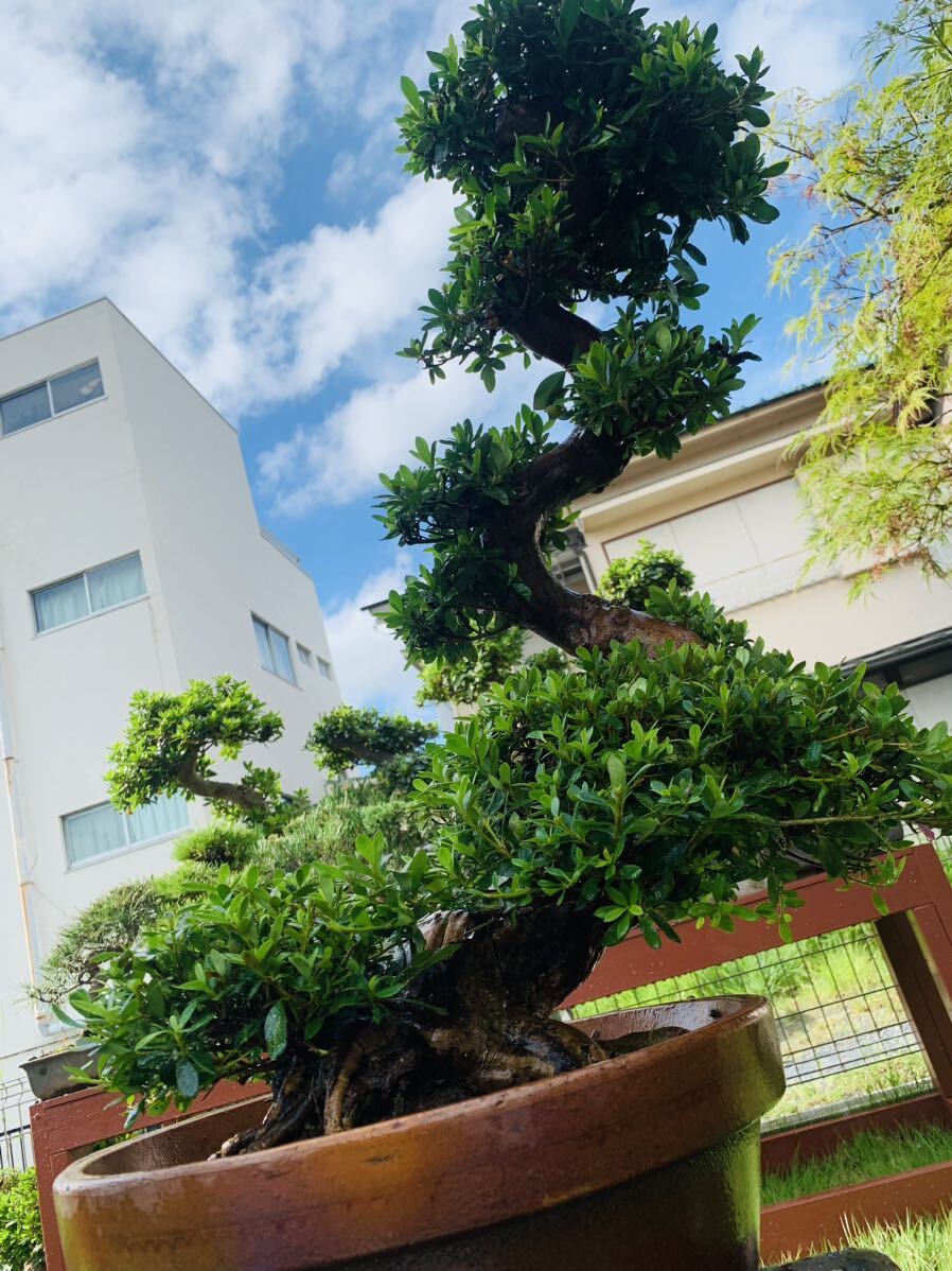皐月 盆栽素材 極太 根本 皐月 盆栽素材 極太 根本 皐月 盆栽素材 極太