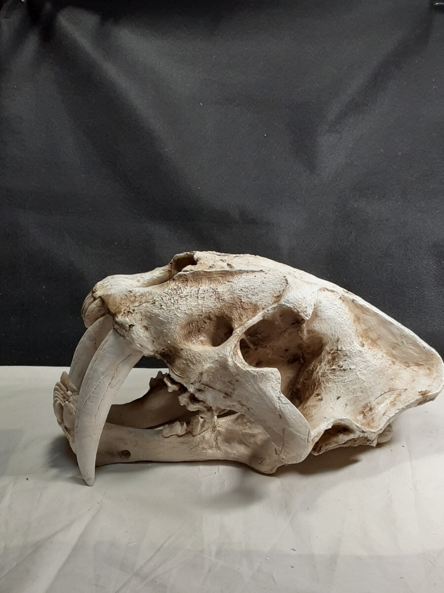 サーベルタイガー スミロドン 原寸大頭骨レプリカ Smilodon 頭蓋骨の 