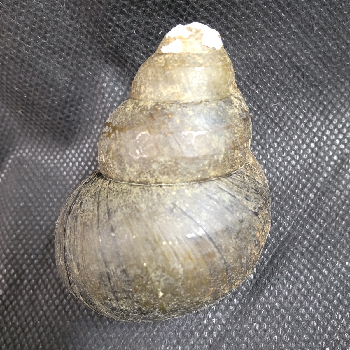 オオタニシ 超特大個体 貝殻 標本(科学、自然)｜売買された 