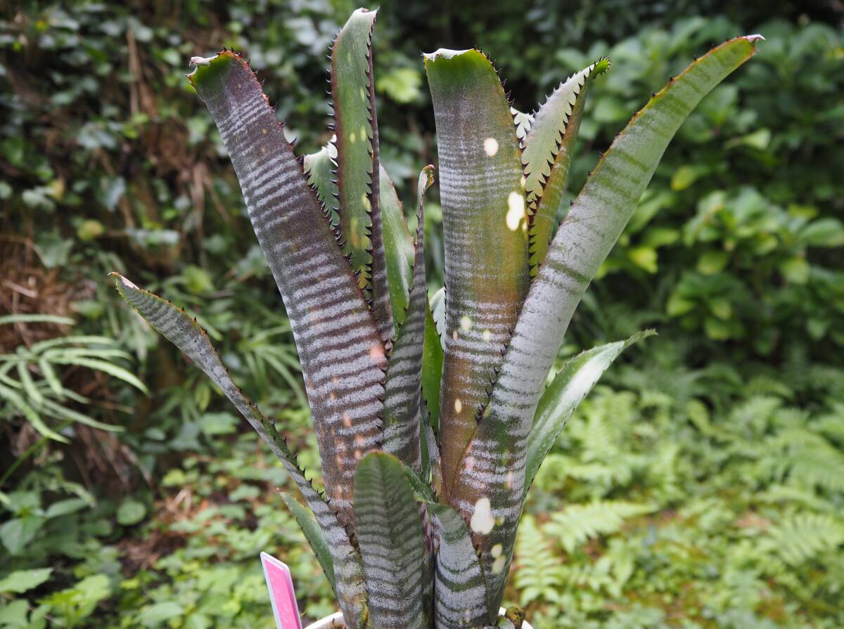 ２株付き　Billbergia 'Toneprai Rigel' ビルベルギア ブロメリア_1