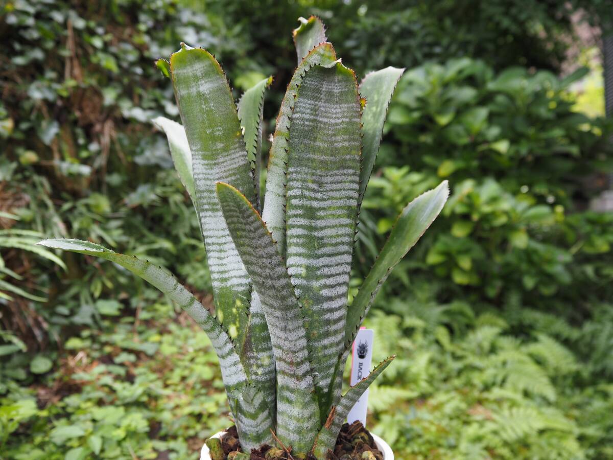 ２株付き　Billbergia 'Toneprai Rigel' ビルベルギア ブロメリア_2