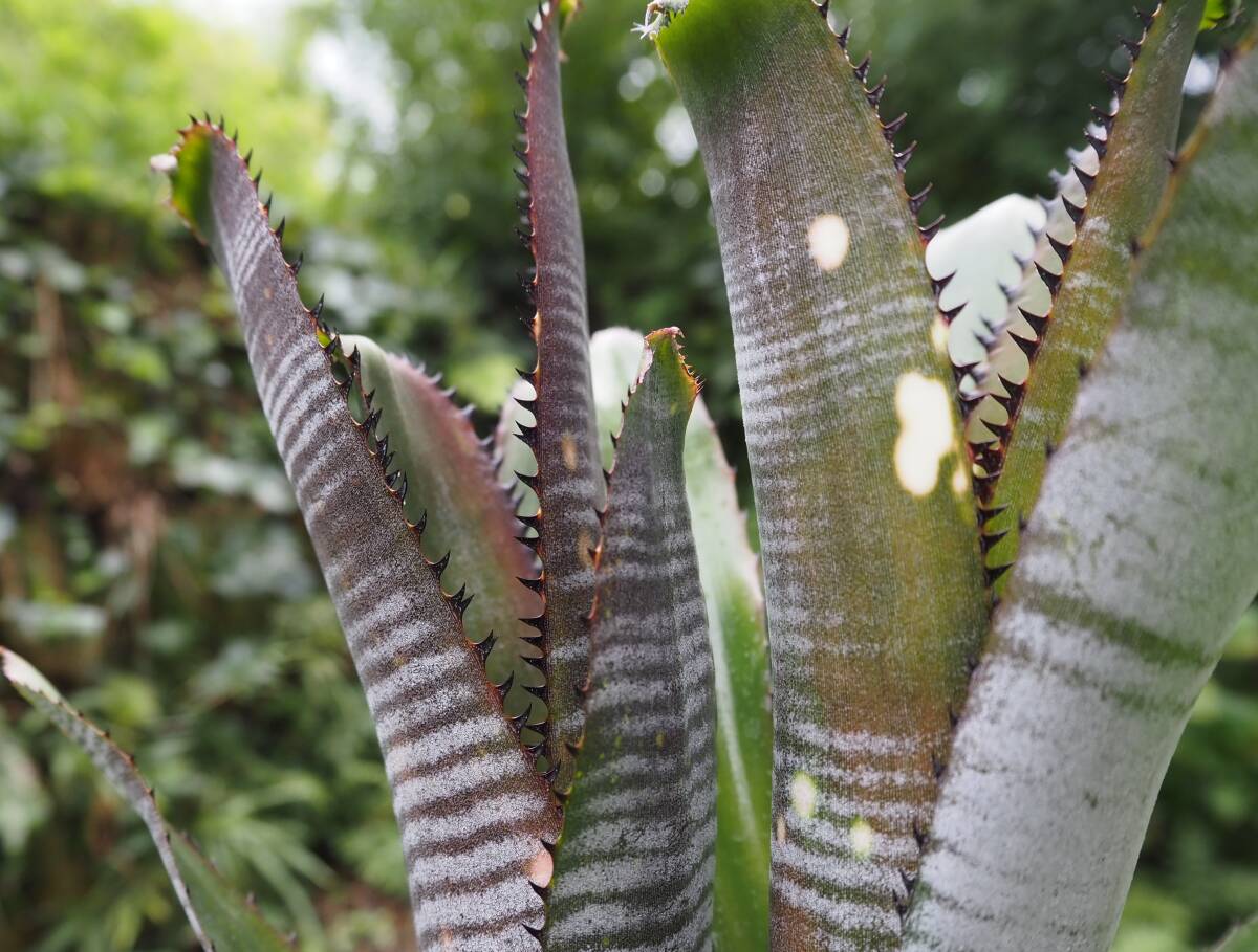 ２株付き　Billbergia 'Toneprai Rigel' ビルベルギア ブロメリア_3