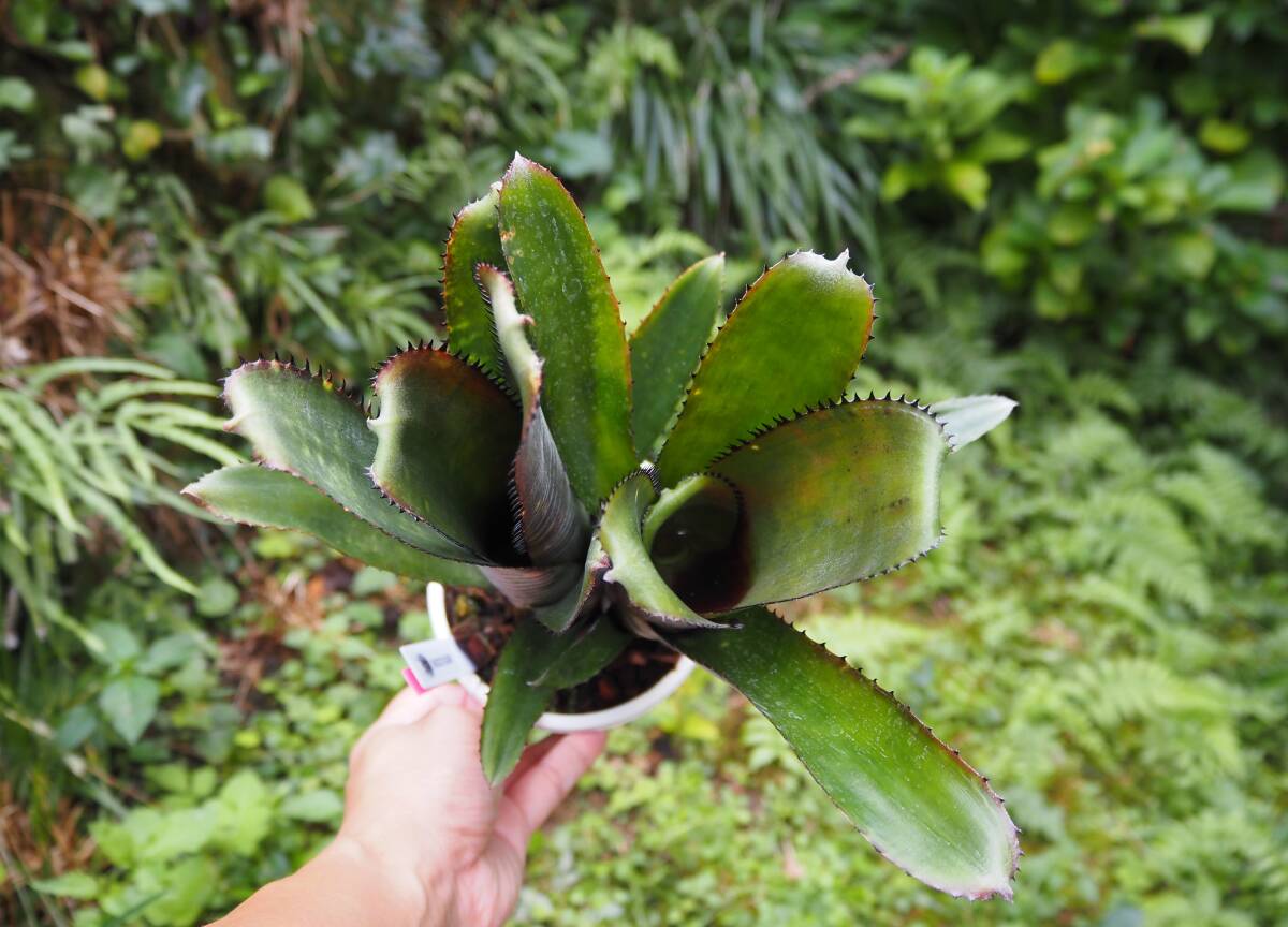 ２株付き　Billbergia 'Toneprai Rigel' ビルベルギア ブロメリア_4