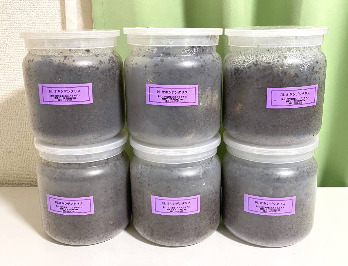 ヘラクレスオキシデンタリス ヘラクレスオオカブト 幼虫6頭 ヘラクレス DH ヘラクレス No.2_1