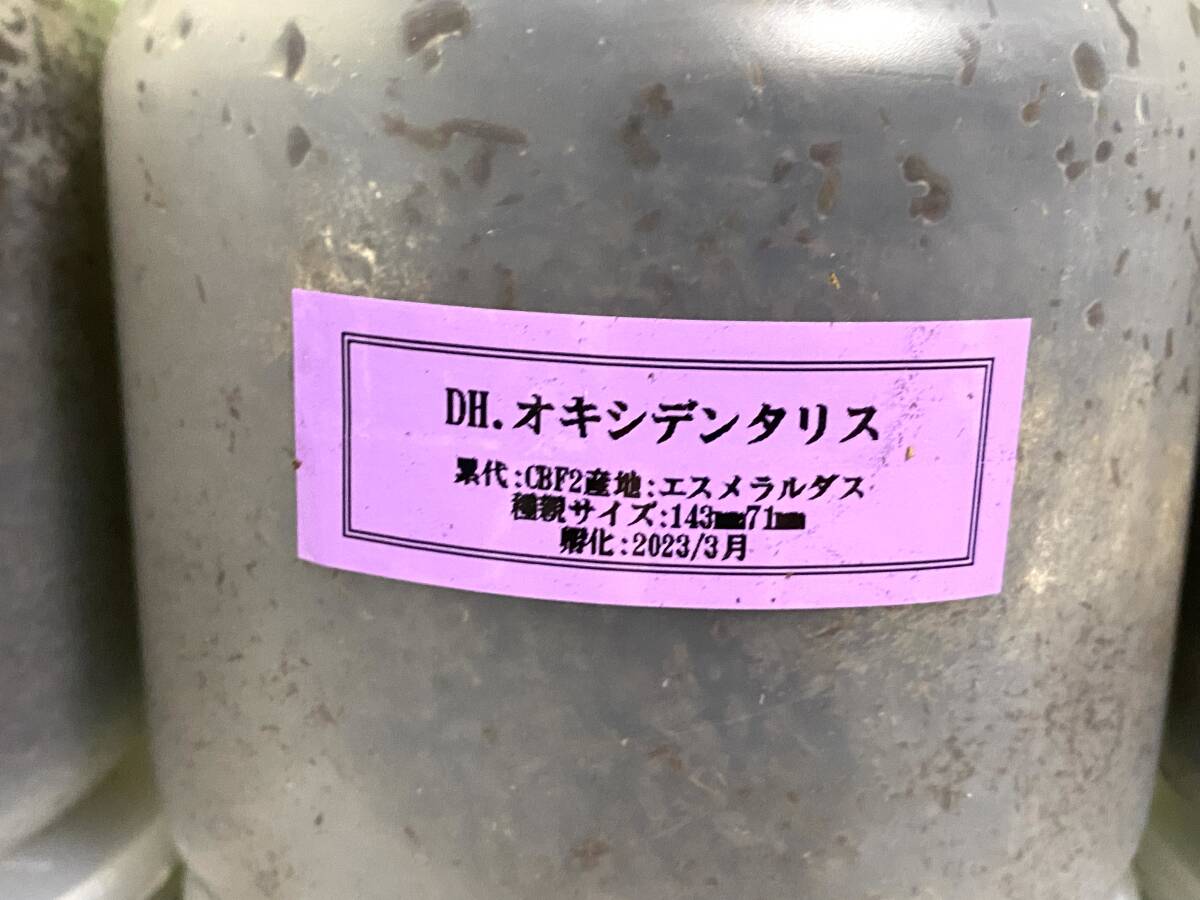 ヘラクレスオキシデンタリス ヘラクレスオオカブト 幼虫6頭 ヘラクレス DH ヘラクレス No.2_2