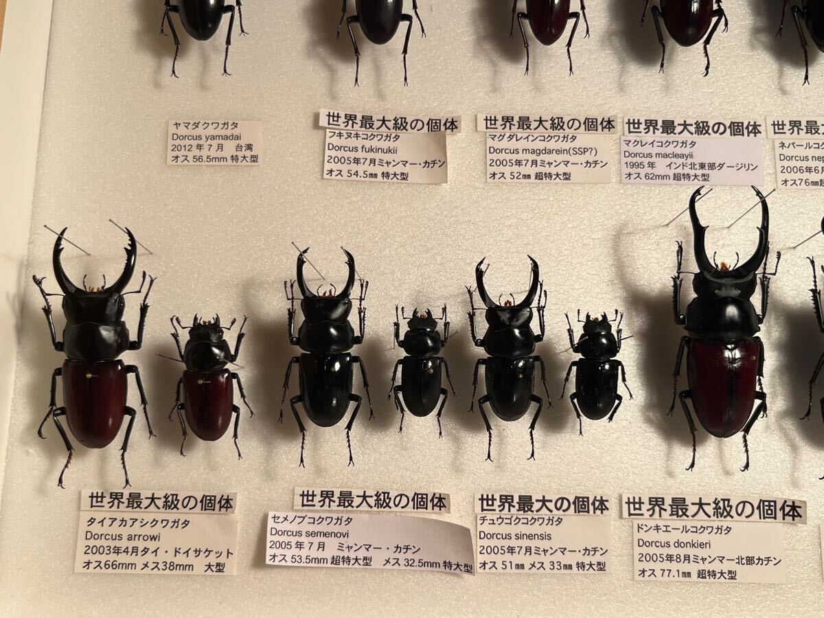 外国産 コクワガタ 標本 ドイツ箱込み 昆虫標本(科学、自然)｜売買され