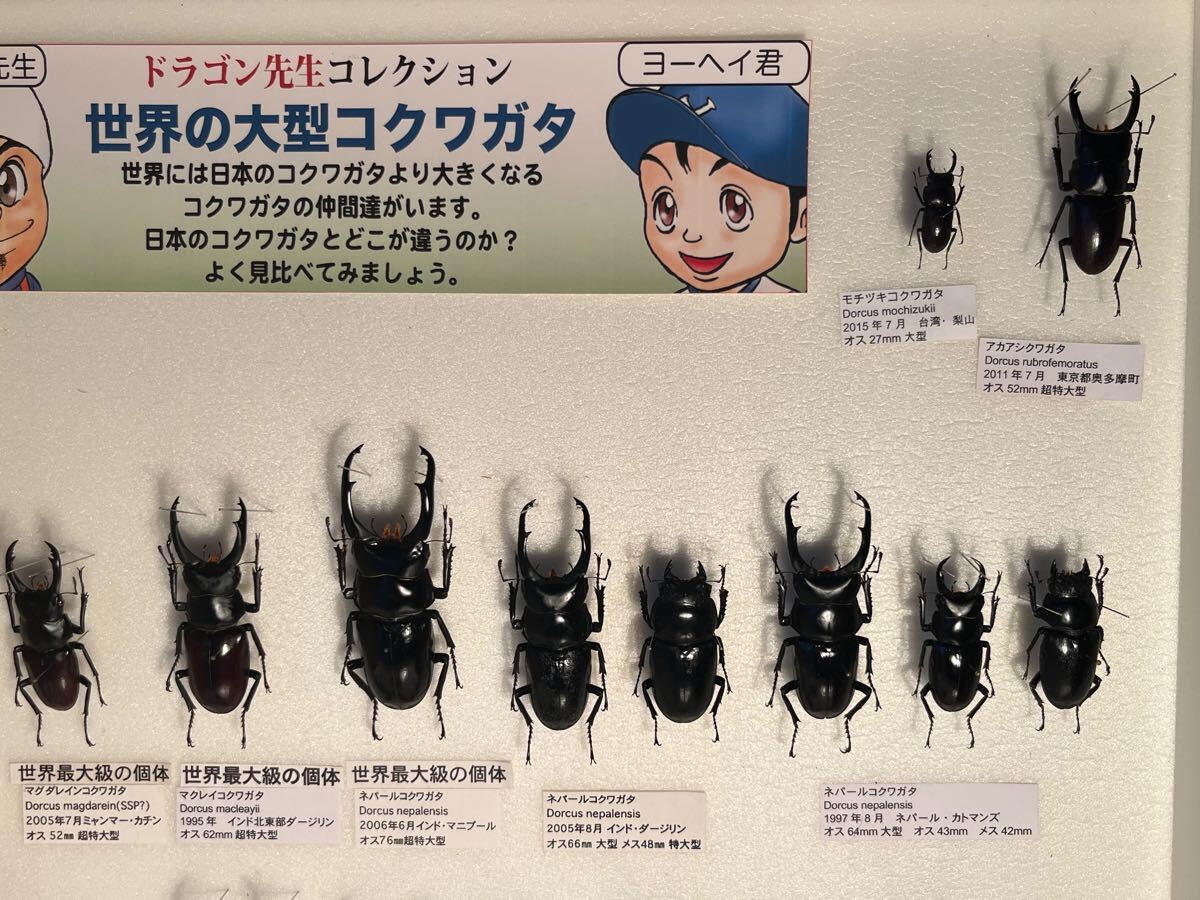 外国産 コクワガタ 標本 ドイツ箱込み 昆虫標本(科学、自然)｜売買され