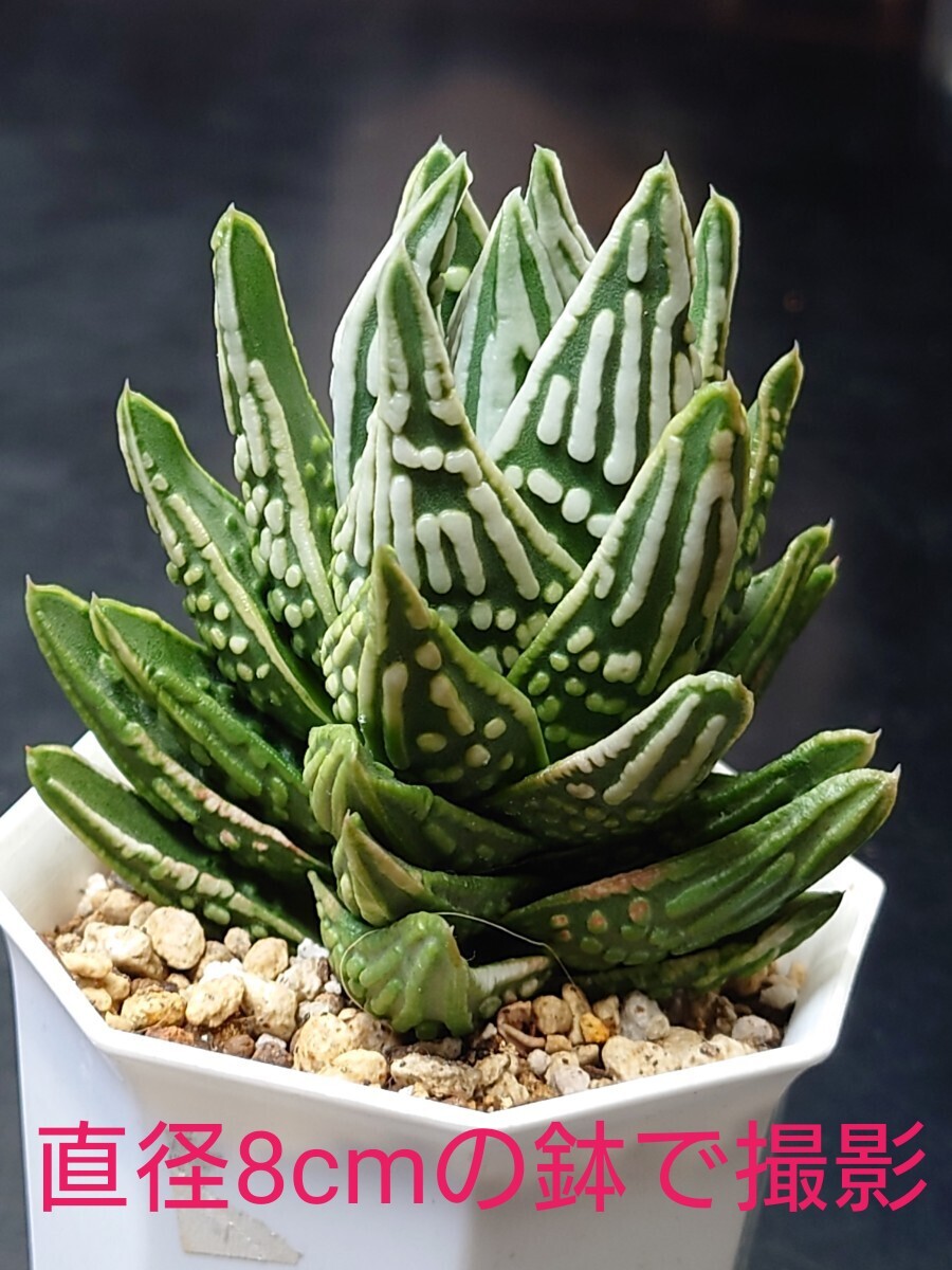 お得，新作登場 多肉植物 天使の泪(サボテン)｜売買されたオークション情報、yahooの商品情報をアーカイブ公開 - オークファン サボテン