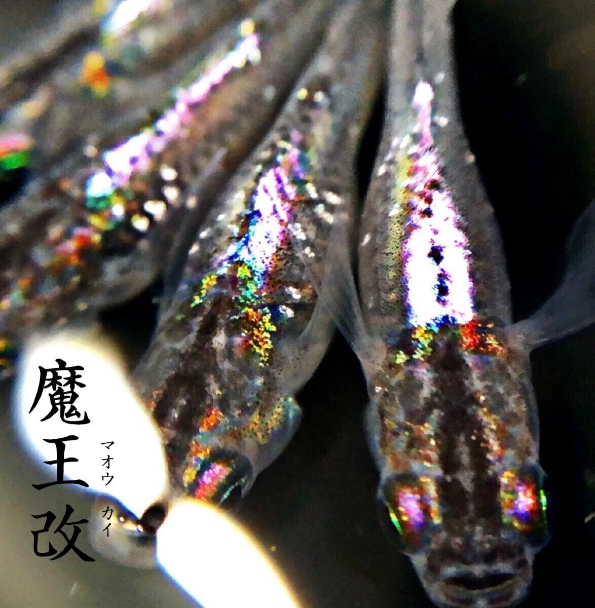 御田間めだか 「スーパー魔王改」めだかの有精卵10個+α （魔王・魔王改 