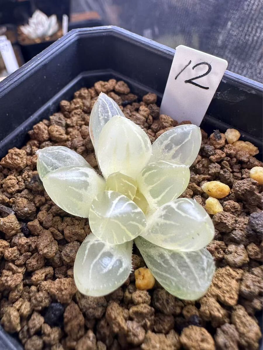72e 多肉植物　ハオルチア　白蓮花オブツーサ錦糊斑　自家繁殖　鉢植え発送 12 ハオルチア 多肉植物 白蓮オブツーサ錦糊斑 自家繁殖 多肉植物