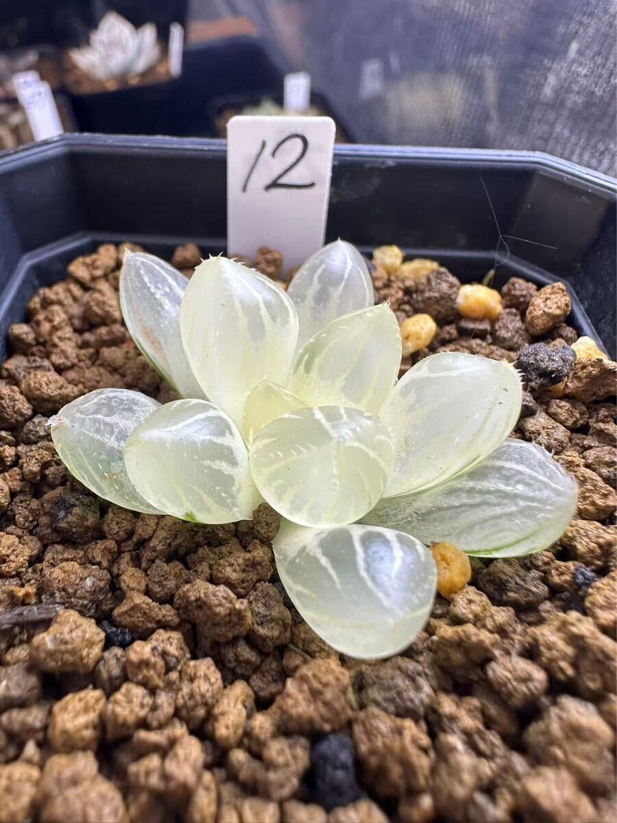 47a 多肉植物 ハオルチア　バディアピンキー錦糊斑　自家繁殖　鉢植え発送 47a 多肉植物 ハオルチア バディアピンキー錦糊斑 自家繁殖 鉢植え発送