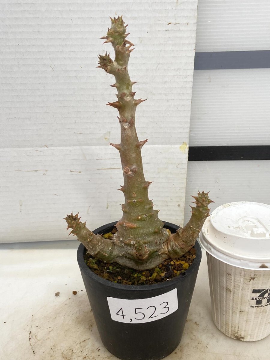 観葉植物 パキポディウム ウィンゾリー実生株② Pachypodium windsorii