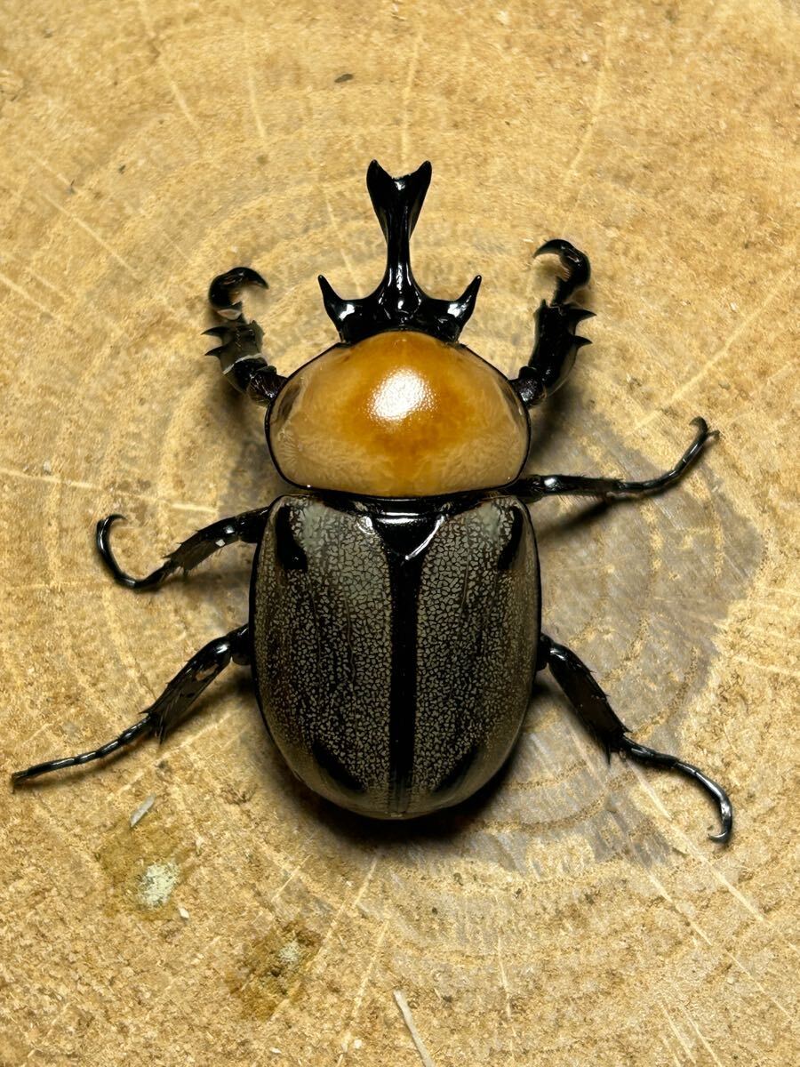 ヨツボシヒナカブト1♂2♀トリオ