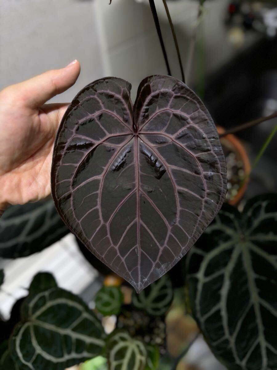 Anthurium Red Crystallinum - AroidWiki Stock 【Anthuroom】(赤み