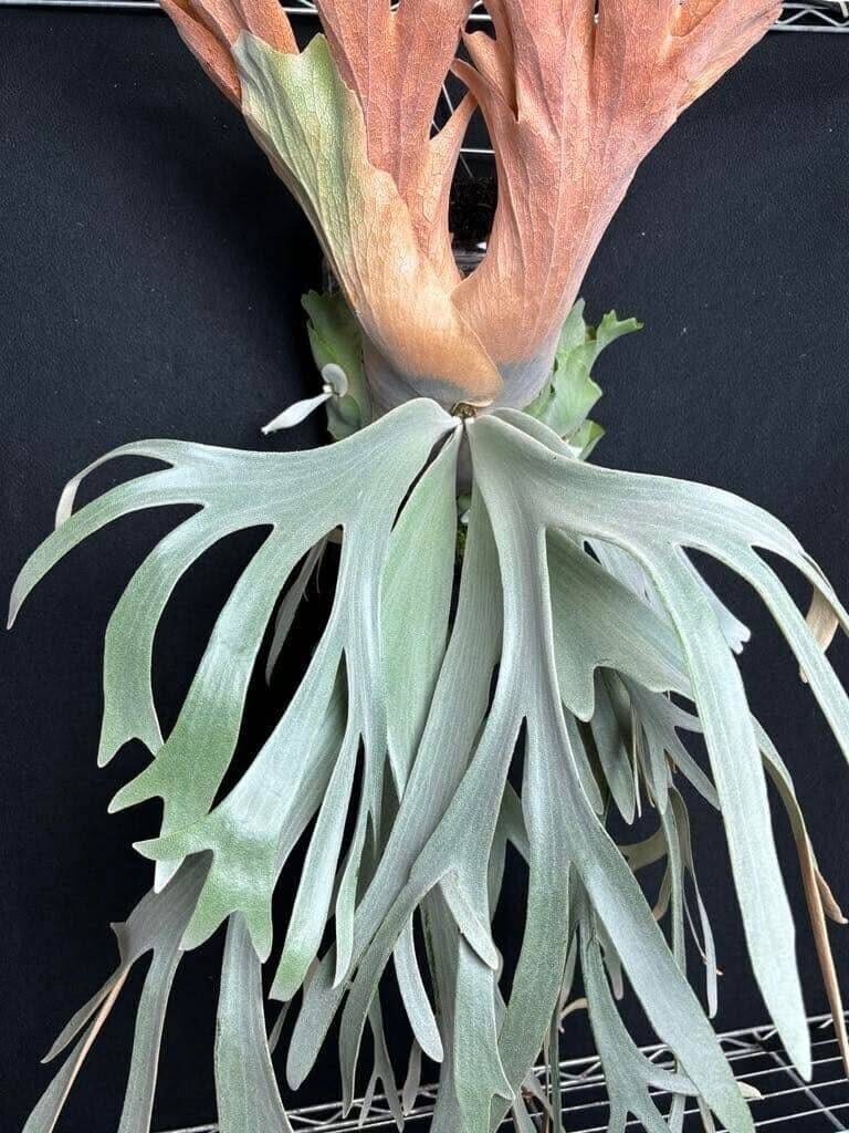 C45 P.OMG P.Willinckii Cotton Cloud Mix sporeling(ビカクシダ