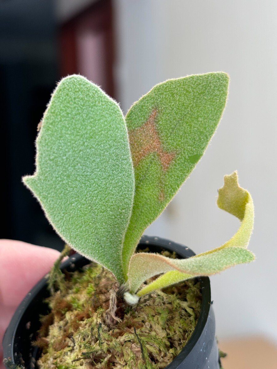 C45 P.OMG P.Willinckii Cotton Cloud Mix sporeling(ビカクシダ
