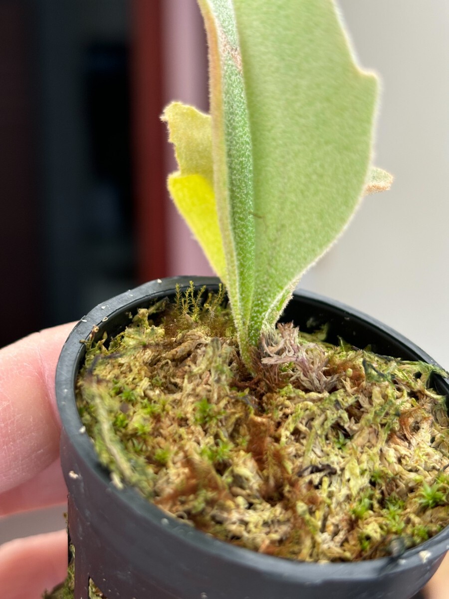 C45 P.OMG P.Willinckii Cotton Cloud Mix sporeling(ビカクシダ