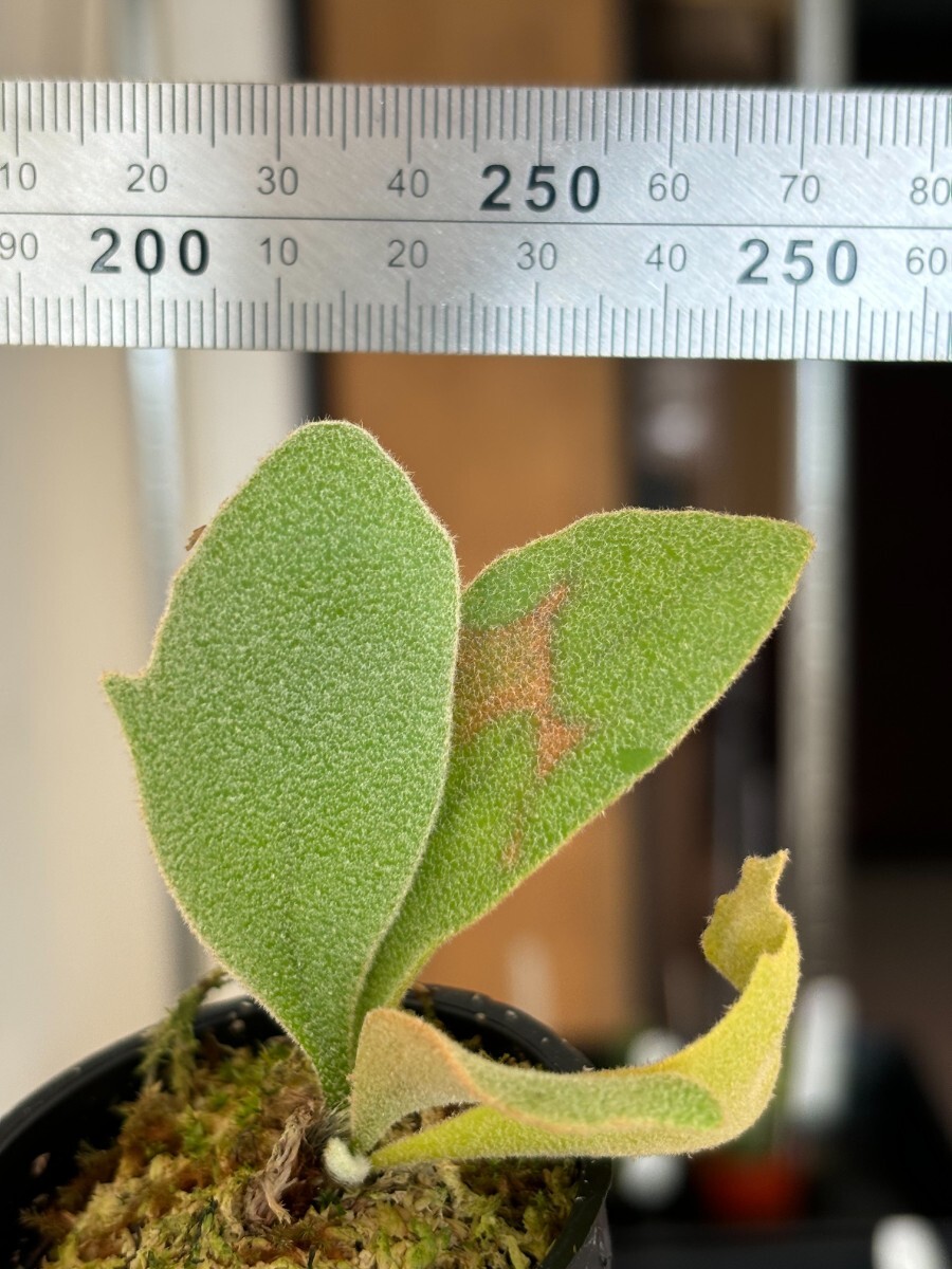 C45 P.OMG P.Willinckii Cotton Cloud Mix sporeling(ビカクシダ