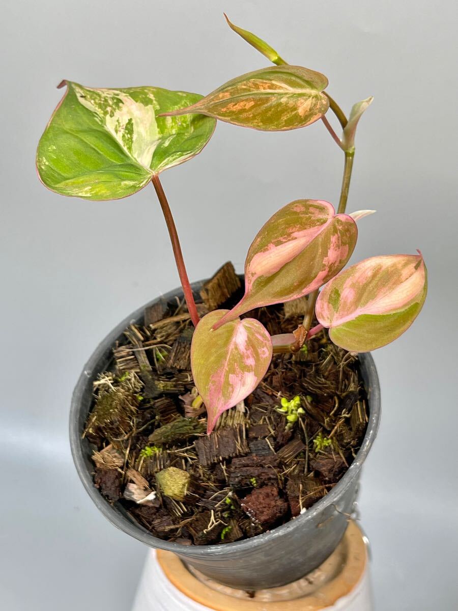 07」フィロデンドロン・ミカンス ピンク 斑入り Philodendron micans