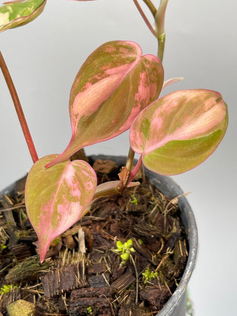 07」フィロデンドロン・ミカンス ピンク 斑入り Philodendron micans