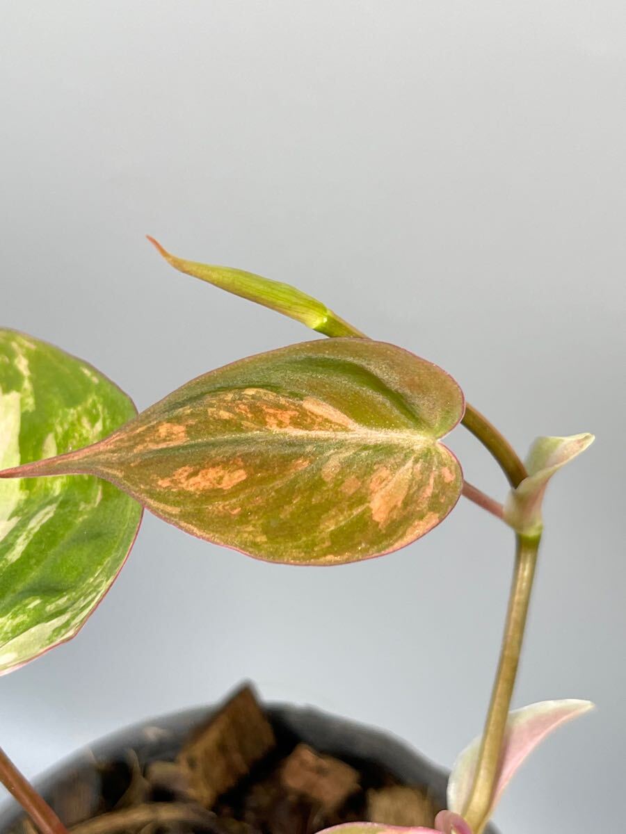 07」フィロデンドロン・ミカンス ピンク 斑入り Philodendron micans