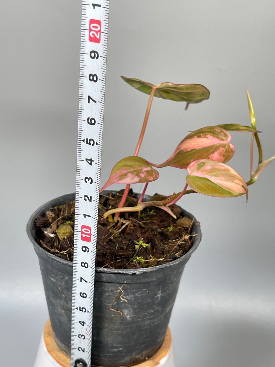 07」フィロデンドロン・ミカンス ピンク 斑入り Philodendron micans
