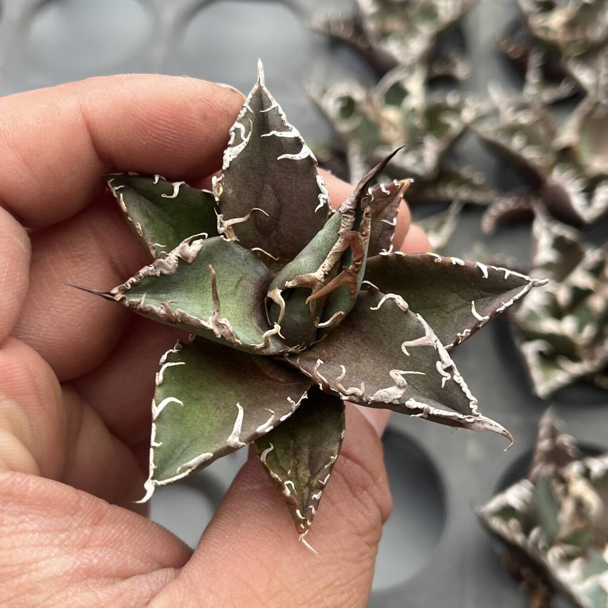 N13多肉植物アガベ チタノタ 凱撒 シーザー agave titanota caesar 強