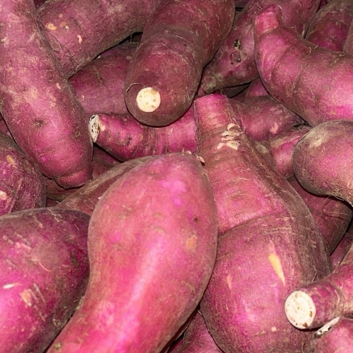 特売◎熊本県産 大津 べにはるか 紅はるか サイズ指定無し 20kg(送料