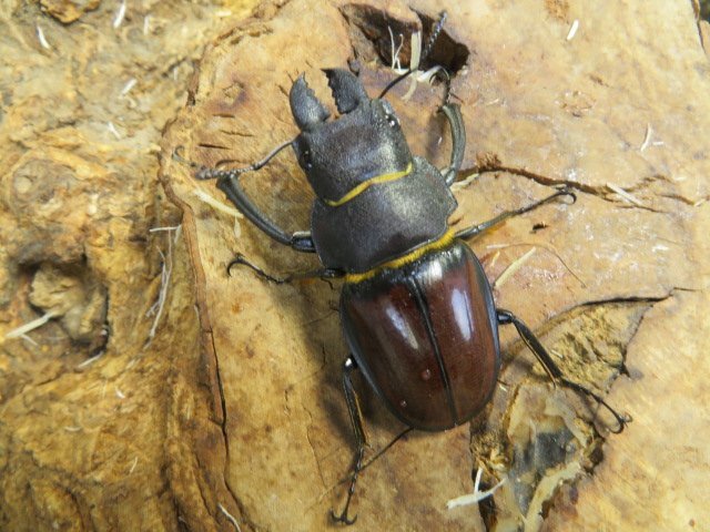 ② | カネギエーテル ノコギリ ペア 公式通販 カネギエーテルノコギリ 