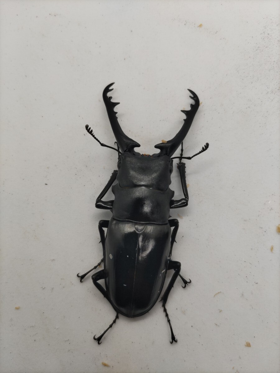 【希少】ギラファノコギリクワガタ　亜種ニルギリエンシス　今期ラスト_1