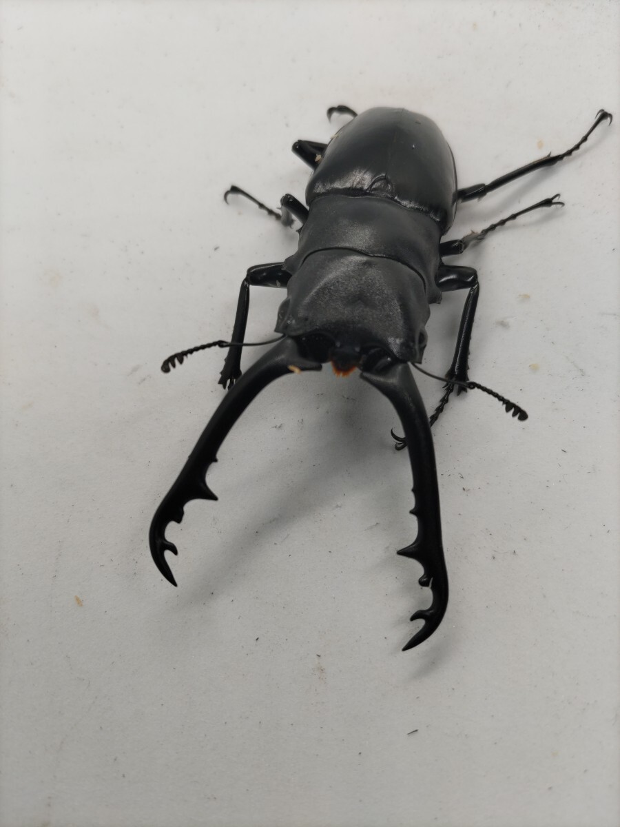 【希少】ギラファノコギリクワガタ　亜種ニルギリエンシス　今期ラスト_2