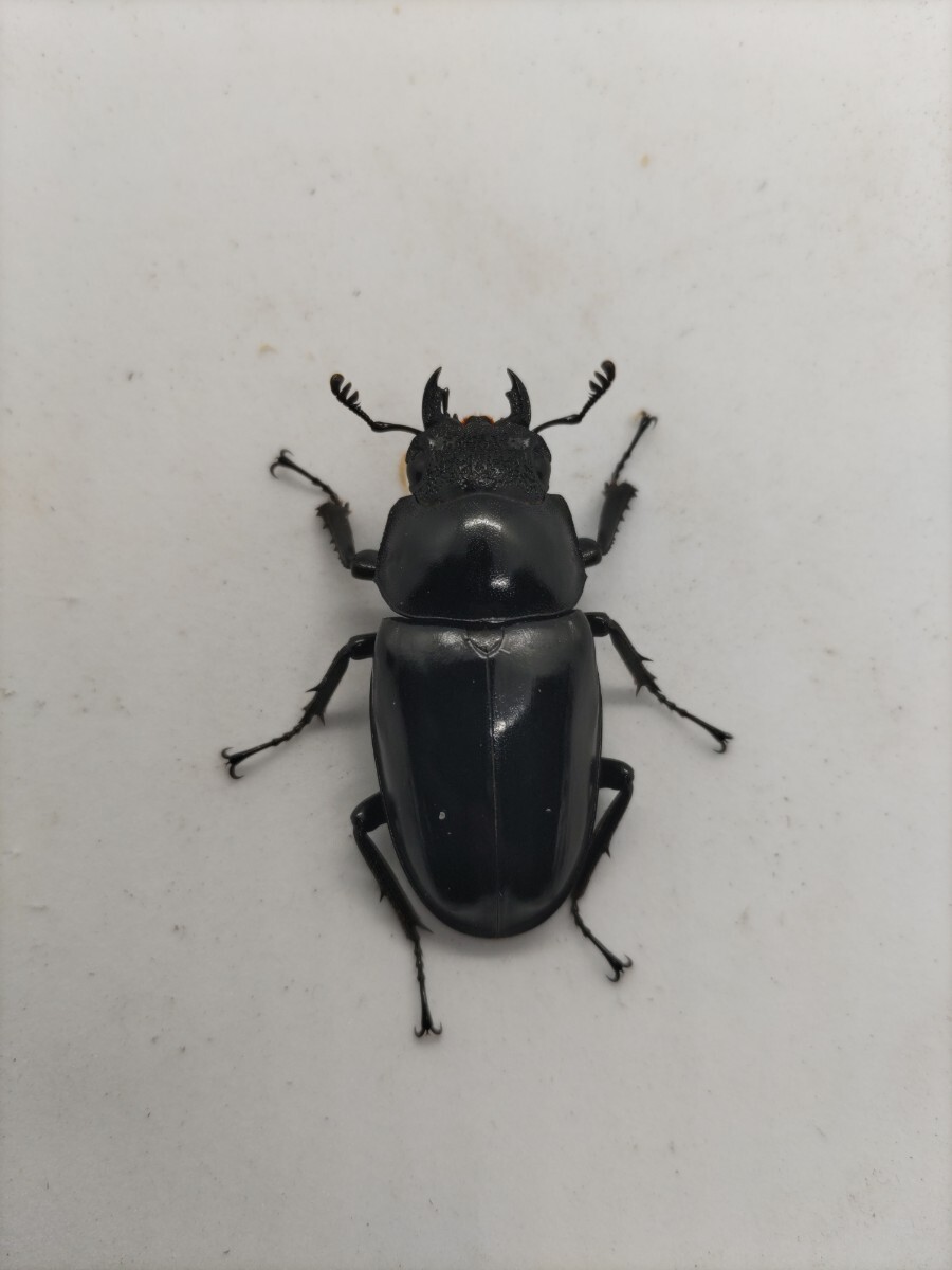 【希少】ギラファノコギリクワガタ　亜種ニルギリエンシス　今期ラスト_3