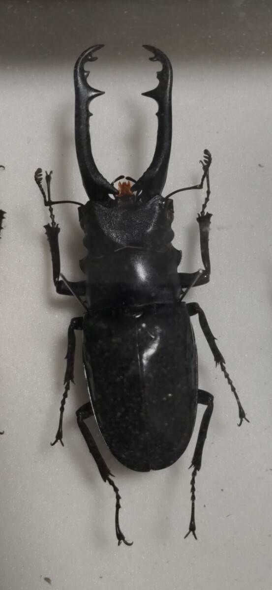 【希少】ギラファノコギリクワガタ　亜種ニルギリエンシス　今期ラスト_4