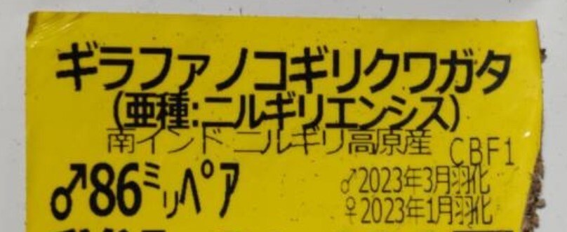 【希少】ギラファノコギリクワガタ　亜種ニルギリエンシス　今期ラスト_5
